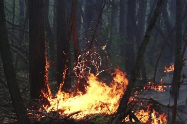 В Приморье тушат два крупных лесных пожара