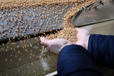 Япония увеличила импорт зерна из России на пять тысяч процентов