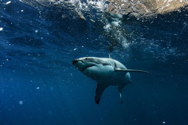 На пляже Австралии акула напала на мужчину