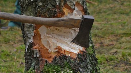 В России сократились незаконные рубки леса