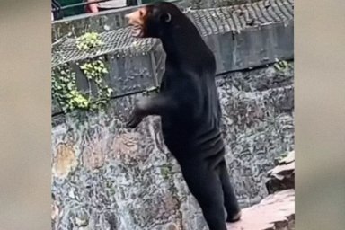 Посетители зоопарка в Китае решили, что вместо медведя им показали переодетого мужчину