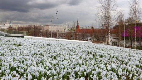 Названы самые популярные цветы на улицах Москвы