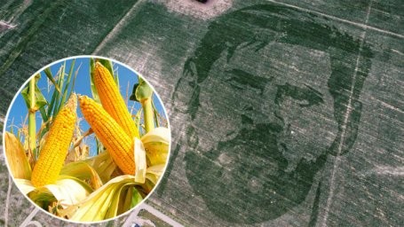 Аргентинский фермер "вырастил" портрет Месси из кукурузы