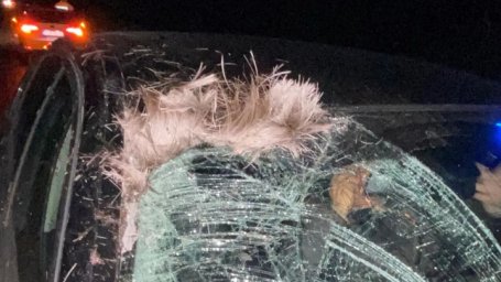 Машина министра обороны Эстонии сбила лося по пути с учений