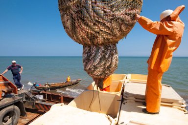 Росрыболовство заявило о снижении прибыли рыбной отрасли в 2022 году из-за санкций и издержек