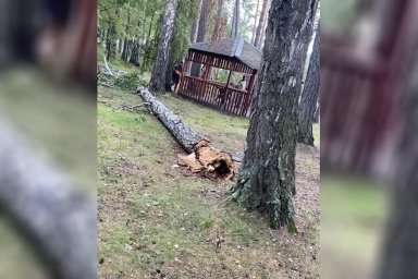 В Свердловской области девушка впала в кому после того, как на нее упало дерево