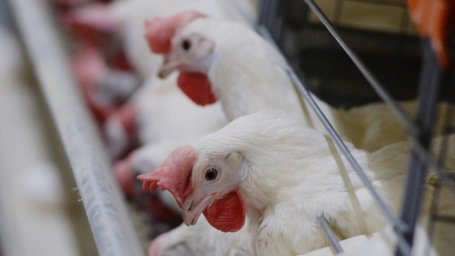 Из-за очередной вспышки птичьего гриппа в Японии уничтожат более 1 миллиона кур