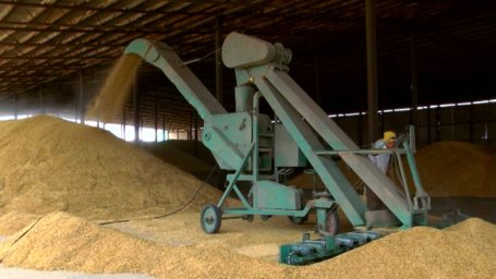 Россельхознадзор назвал основных покупателей российского зерна