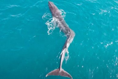Биологи сняли огромного сельдяного кита с тяжелым сколиозом