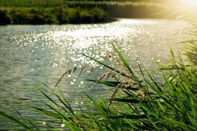 В Воронеже 17-летний юноша утонул в озере во время праздника по случаю дня рождения друга