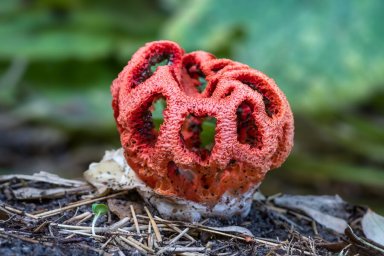 Под Сочи активно стал разрастаться краснокнижный ядовитый гриб