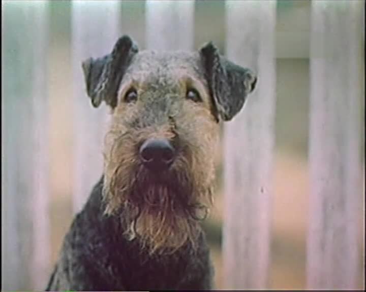 Жизнь и приключения четырёх друзей. 1 серия (1980-1981)